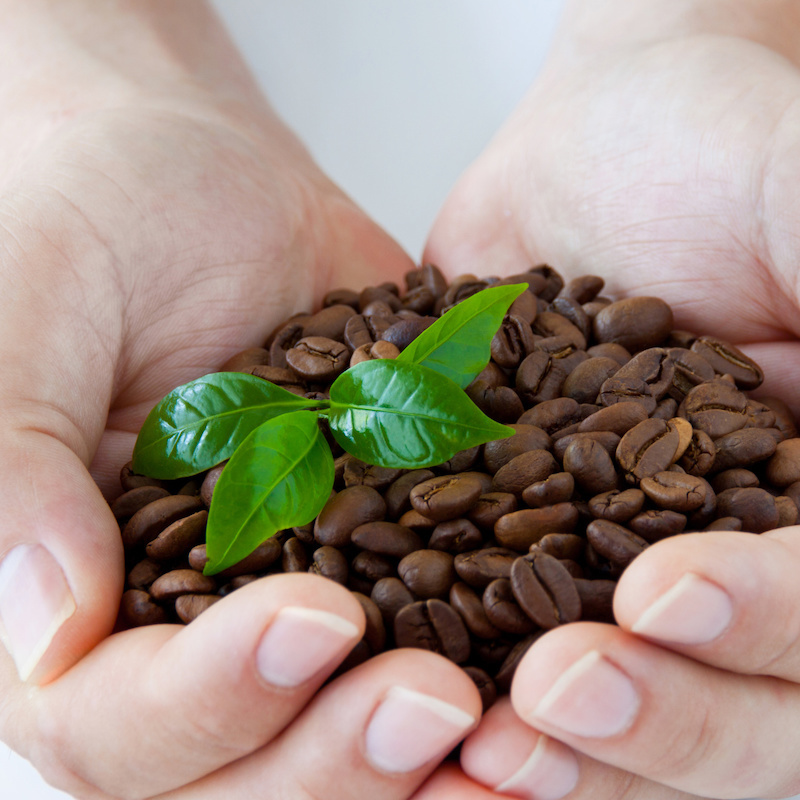 Person holding coffee beans with green leaves