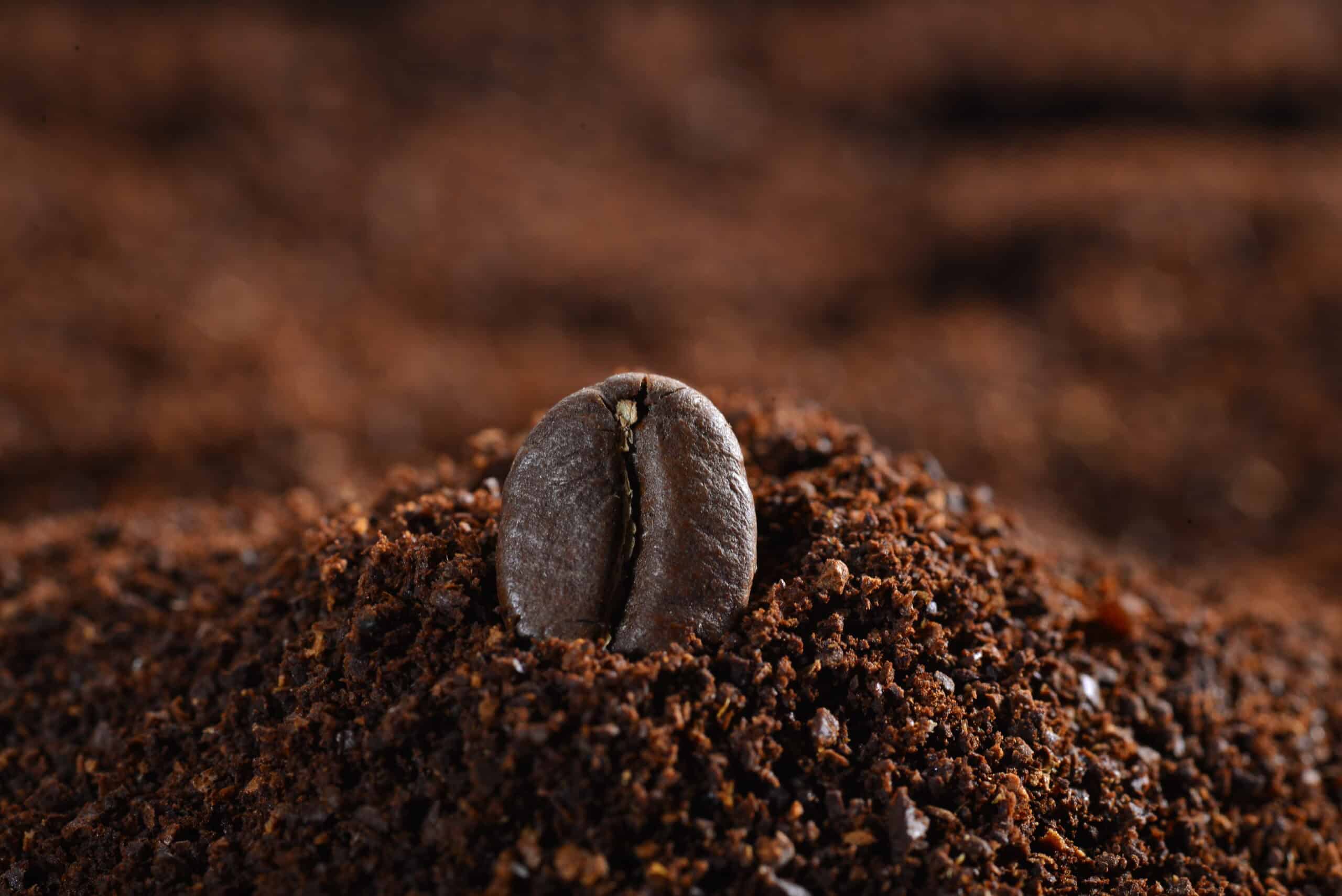 Kaffebønne dekke rundt av grovmalt kaffe